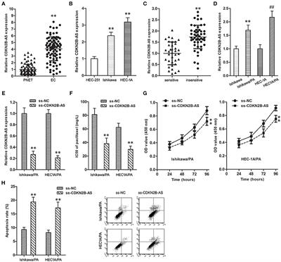 Long Non-coding RNA CDKN2B Antisense RNA 1 Gene Contributes to Paclitaxel Resistance in Endometrial Carcinoma